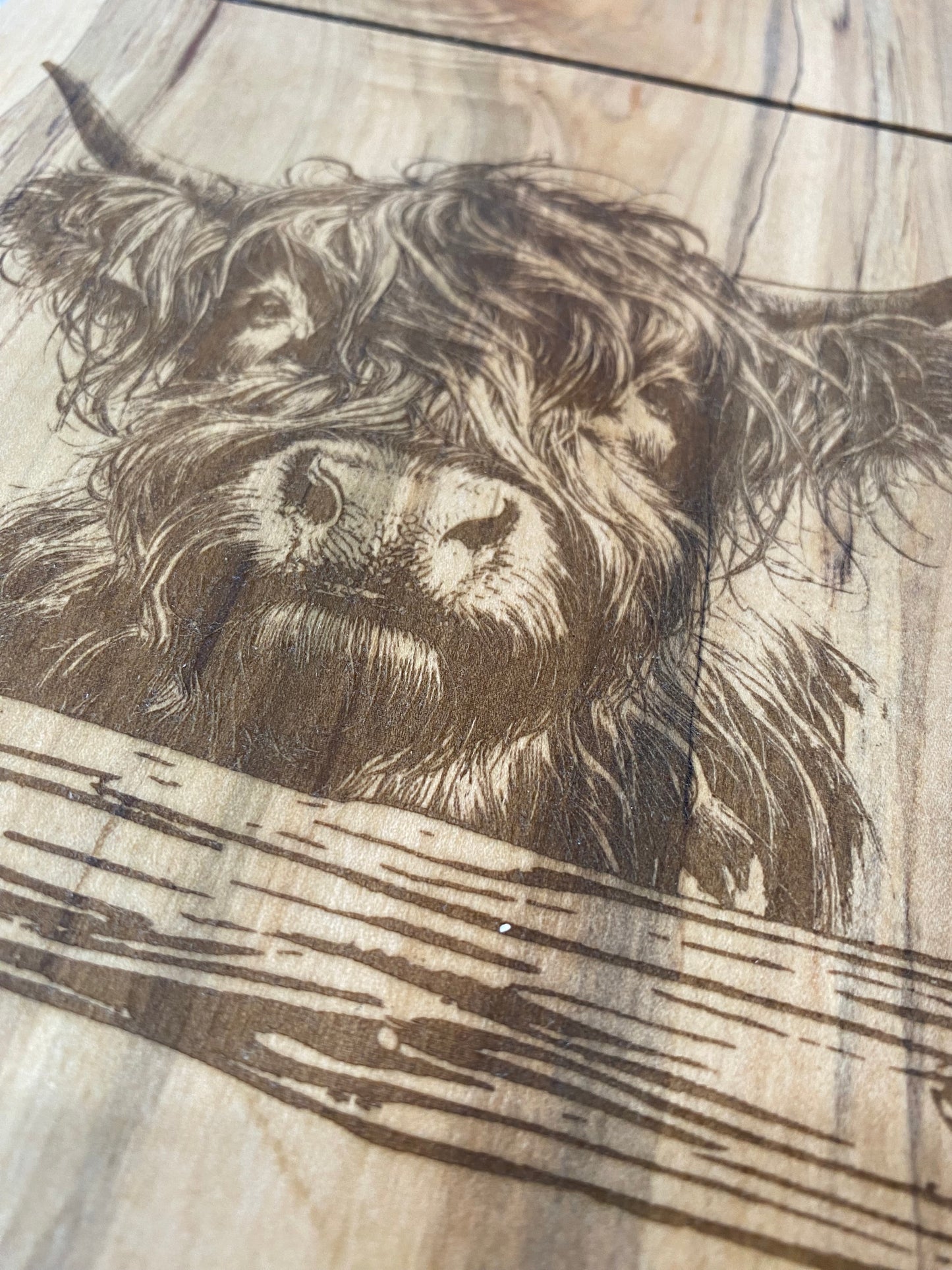 Close-up of a detailed woodcut or engraving of a cows head.